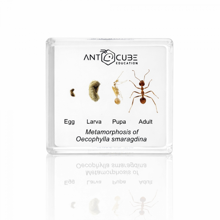 Präparat Oecophylla smaragdina - Metamorphose